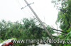 Mangalore : Heavy rains uproot tree at Gorigudde